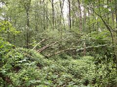 Eppendorfer Moor in Groß-Borstel, Hamburg with overturned trees