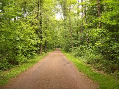 Eppendorfer Moor footpath with adjacent forest in Groß-Borstel, Hamburg