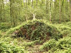 overgrown tree root in the Eppendorfer Moor