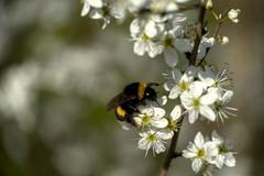 bumblebee on white blossoms in spring