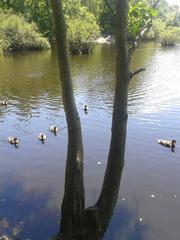 Eppendorfer Moor with ducks