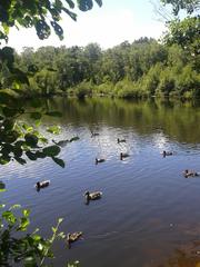 Eppendorfer Moor with ducks