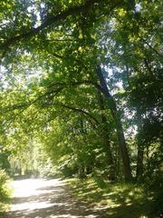 Eppendorfer Moor nature preserve in June 2014