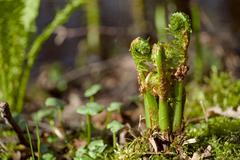 ferns and mushrooms in Eppendorfer Moor