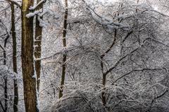 winter scene at Eppendorfer Moor nature reserve in Hamburg