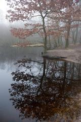 Autumn mood with fog in Eppendorfer Moor nature reserve, Hamburg