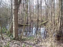 Tree trunk in water in Eppendorfer Moor