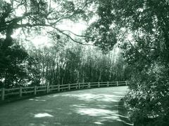 asphalt trail with trees leading to Christ the Redeemer