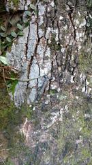 walking stick bug camouflaged on a tree trunk