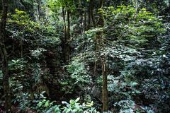 stone bridge in Tijuca Forest with lush flora