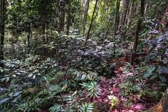 lush greenery of Tijuca Forest