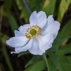 Anemone 'Honorine Jobert' flower