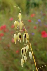 Avena sativa subsp. Nigra (Black oats) at The Kruidhof