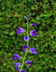 Baptisia Australis flower at The Kruidhof in the Netherlands