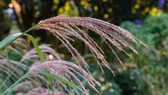 Inflorescence of Miscanthus sinensis