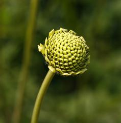 Flower bud of Cephalaria dipsacoides at The Kruidhof in Friesland