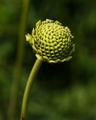 Flower bud of Cephalaria dipsacoides