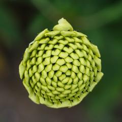 Bud of Cephalaria dipsacoides at The Kruidhof in the Netherlands