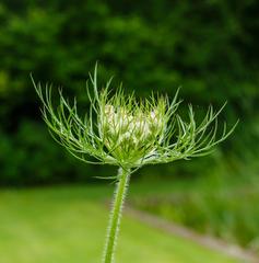 Flower bud of wild carrot at The Kruidhof in the Netherlands