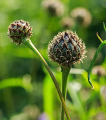 Flower Buds of Centaurea dealbata 'Steenbergii' at The Kruidhof