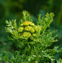 Flower Buds of Jacobaea vulgaris