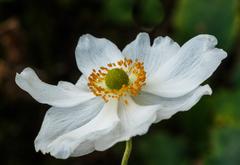 Anemone 'Honorine Jobert' in bloom