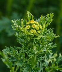 Flower Buds of Jacobaea vulgaris, commonly known as Ragwort