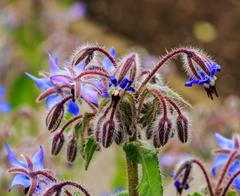 Borago officinalis plant at The Kruidhof in the Netherlands