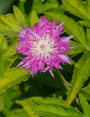 Centaurea dealbata 'Steenbergii' at The Kruidhof, Netherlands