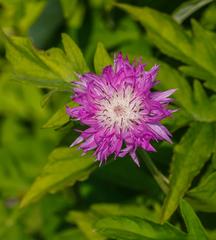 Centaurea dealbata 'Steenbergii' flower at The Kruidhof, Netherlands