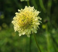 Cephalaria dipsacoides flower at De Kruidhof in the Netherlands