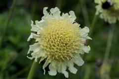 Cephalaria dipsacoides flower at The Kruidhof in the Netherlands