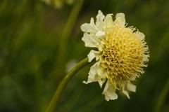 Cephalaria dipsacoides in The Kruidhof, Netherlands