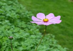 Cosmos bipinnatus flower close-up