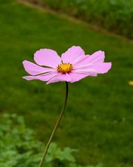 Cosmos bipinnatus flower in bloom