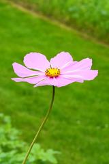 Cosmos bipinnatus flower