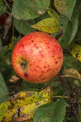 Apple Malus domestica Zoete Peppel