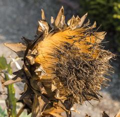 Cynara scolymus artichoke plant