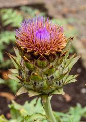 Inflorescence of a cardoon (Cynara cardunculus) at De Kruidhof Buitenpost