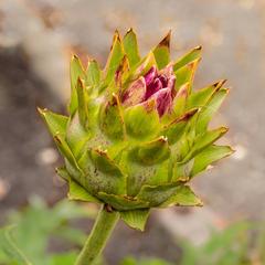 flower bud of a cardoon