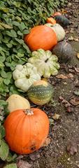 Kruidhof Buitenpost decoration with gourds and pumpkins