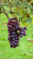 Grape boskoop glory at De Kruidhof Buitenpost