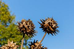 Cynara scolymus artichoke plant The Kruidhof Buitenpost Netherlands