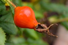 Rosehip from Rosa gallica at De Kruidhof Buitenpost