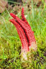 Clathrus archeri octopus stinkhorn fungus in De Kruidhof Buitenpost