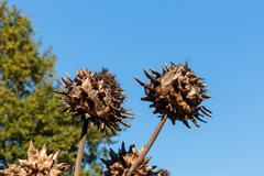 Cynara scolymus in The Kruidhof Buitenpost