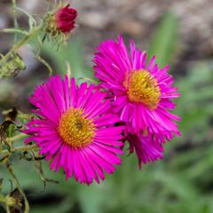 Aster 'Harrington's Pink' flower in full bloom