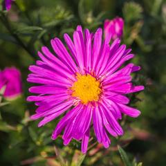 Aster dumosus 'Peter Harrison' in full bloom at The Kruidhof