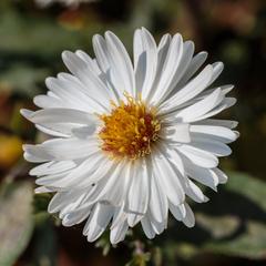 Aster novi-belgii 'White Ladies' in full bloom at The Kruidhof