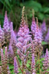 Astilbe chinensis pumila at The Kruidhof